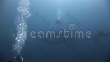 加拉帕戈斯海底海底潜水者附近的鲸鲨。